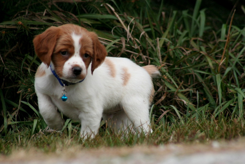 French Brittany New Puppies
